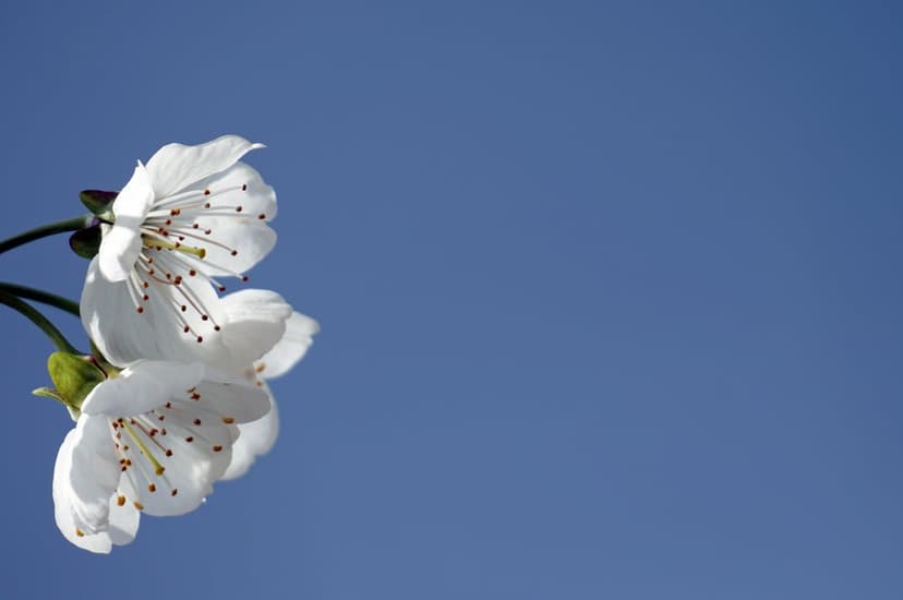White cherry blossoms with detailed stamens bloom upward against a cloudless bright blue sky in a macro shot.