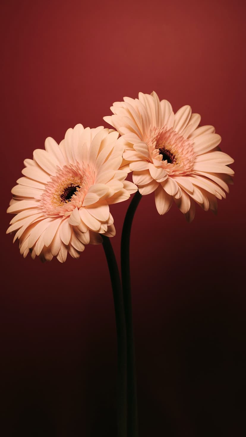 Two pink gerbera daisies with dark centers and green stems against a soft red and dark red gradient background.