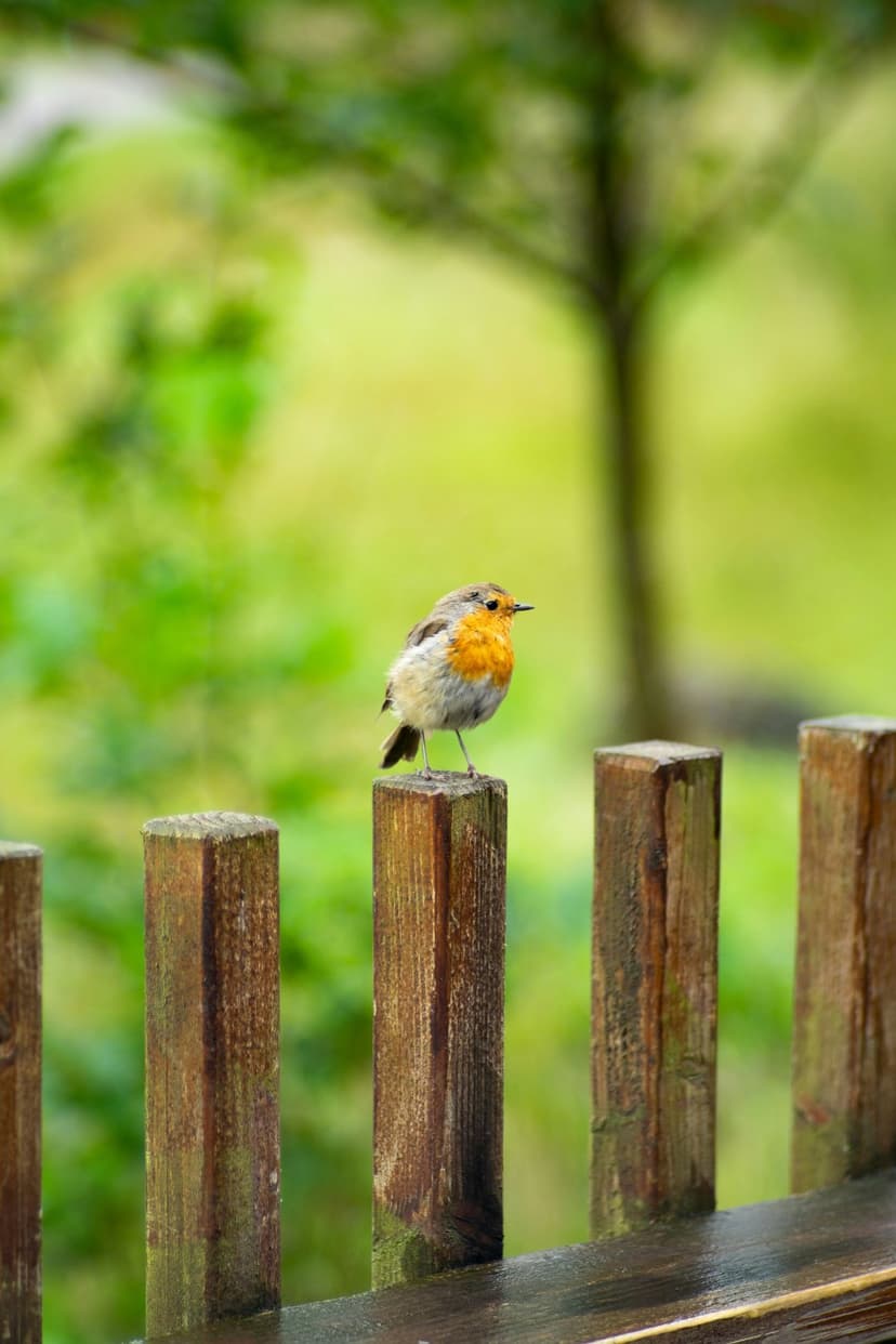 Robin with a vibrant orange breast perches on a weathered wooden post against a blurred green forest background.