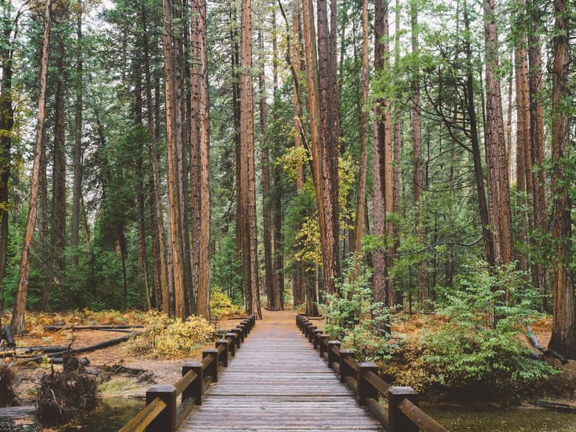 Wooden boardwalk path leads through a lush redwood forest with sunbeams filtering through the tall green trees.