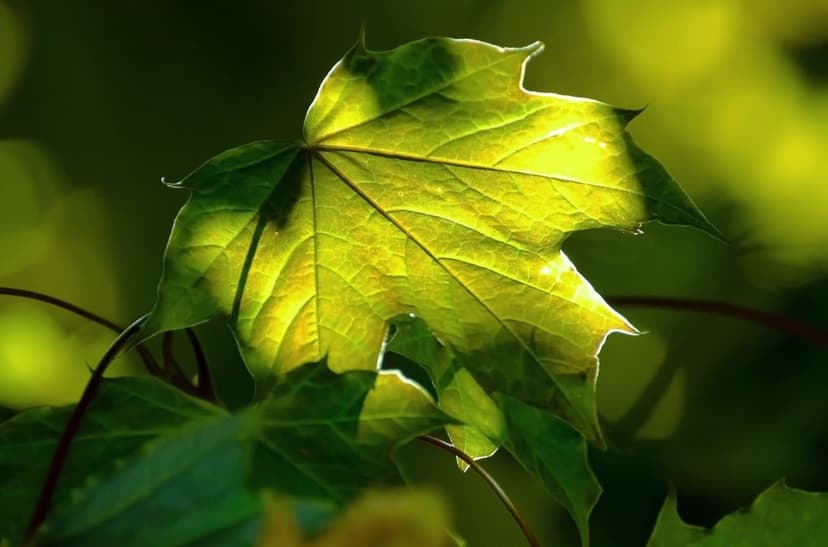 Green maple leaf with visible veins illuminated by sunlight against a soft-focus bokeh forest background.