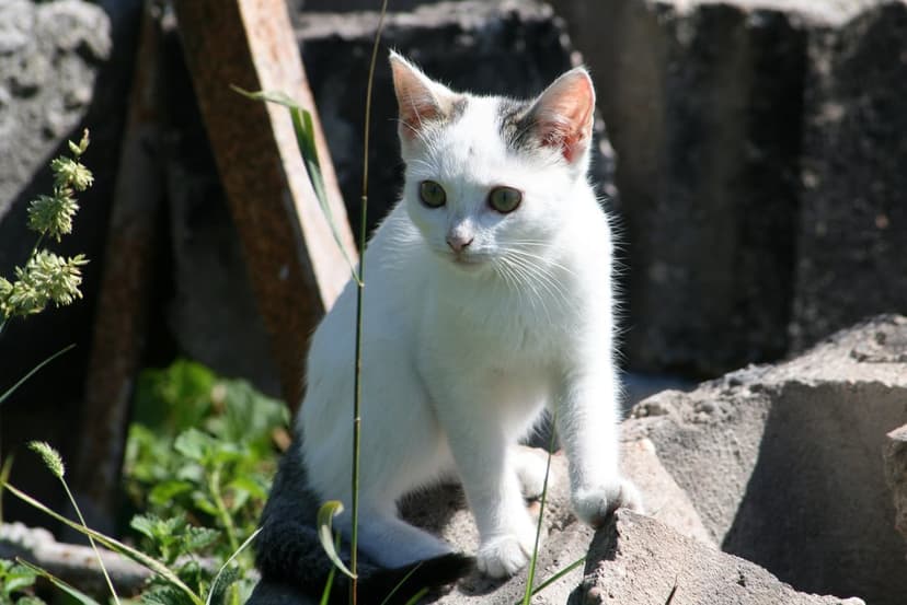 White kitten with black head markings and green eyes sits on concrete blocks near garden foliage and wood.