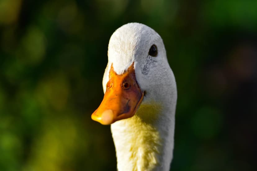 White duck with a bright orange beak and dark eye shows detailed feathers against a soft green blurred background.