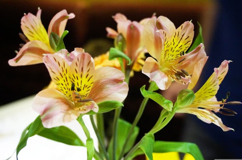 Peach alstroemeria lilies with dark speckles and pink edges against a blurred green botanical background.