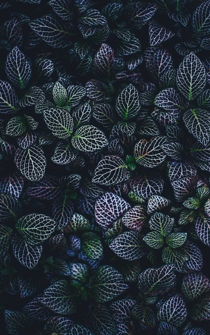 Dark green tropical leaves with striking white veins and subtle shadows shown in a detailed macro close-up.