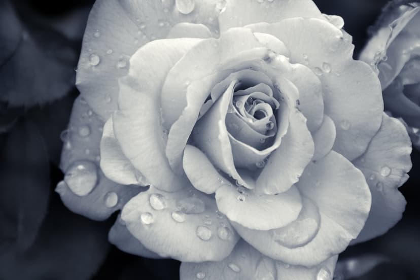 Macro view of a black and white rose with translucent water droplets on spiraling petals against a dark background.