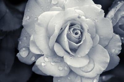 Monochrome Rose with Water Droplets Close-up