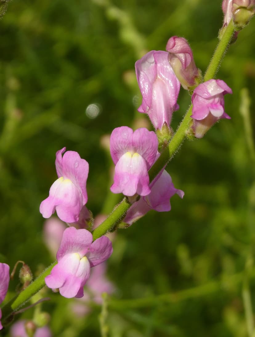Pink snapdragon blossoms with white accents cluster on a green stem against a soft-focus garden background.