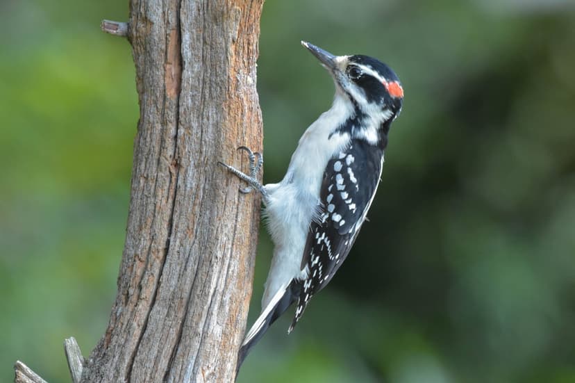 Downy woodpecker with a red head patch looks upward while perching on a textured tree trunk in a lush green forest.