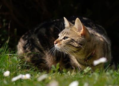 Tabby Cat Stalking in Grassy Meadow