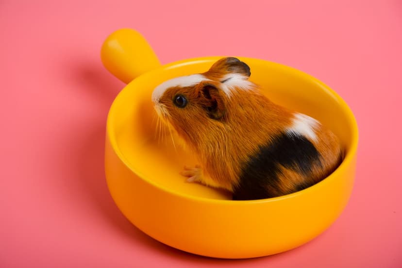 Tri-color guinea pig with brown and white fur sitting in a yellow handled bowl against a solid pink background.