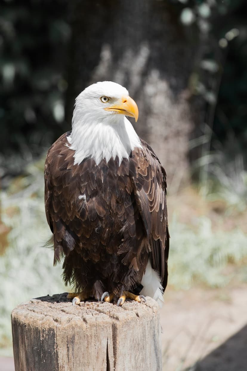 Bald eagle with white head feathers and sharp yellow beak perches on a textured wood stump in the forest.