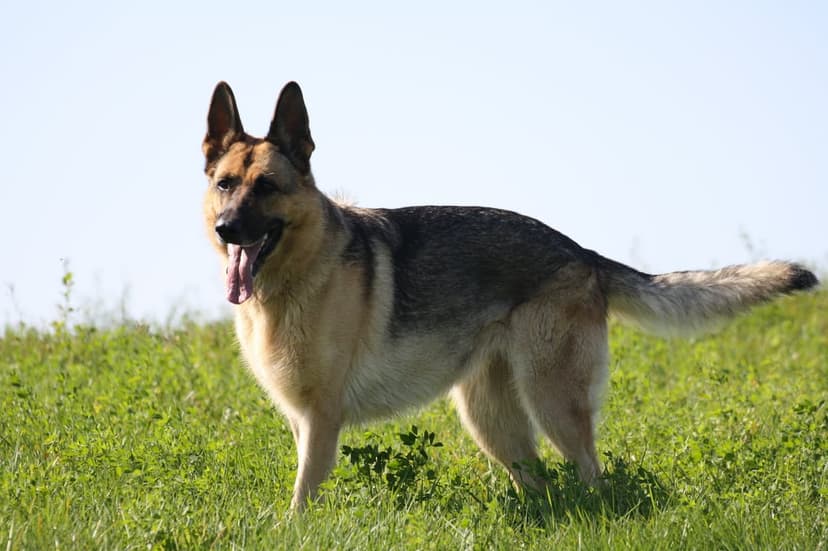 German Shepherd dog stands alert in a green grassy field under a pale blue sky during a bright sunny day.