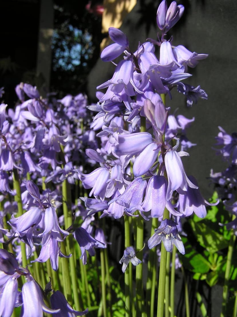 Purple bluebell flowers hang from green stems as sunlight illuminates delicate petals against a dark background.