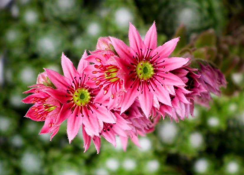 Pink Sempervivum succulent flowers with yellow centers bloom against a soft blurred green background.