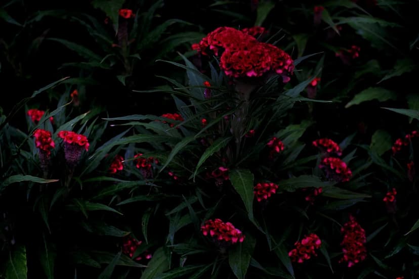 Red Celosia flowers with velvety petals bloom among dark green foliage and deep shadows in a garden scene.