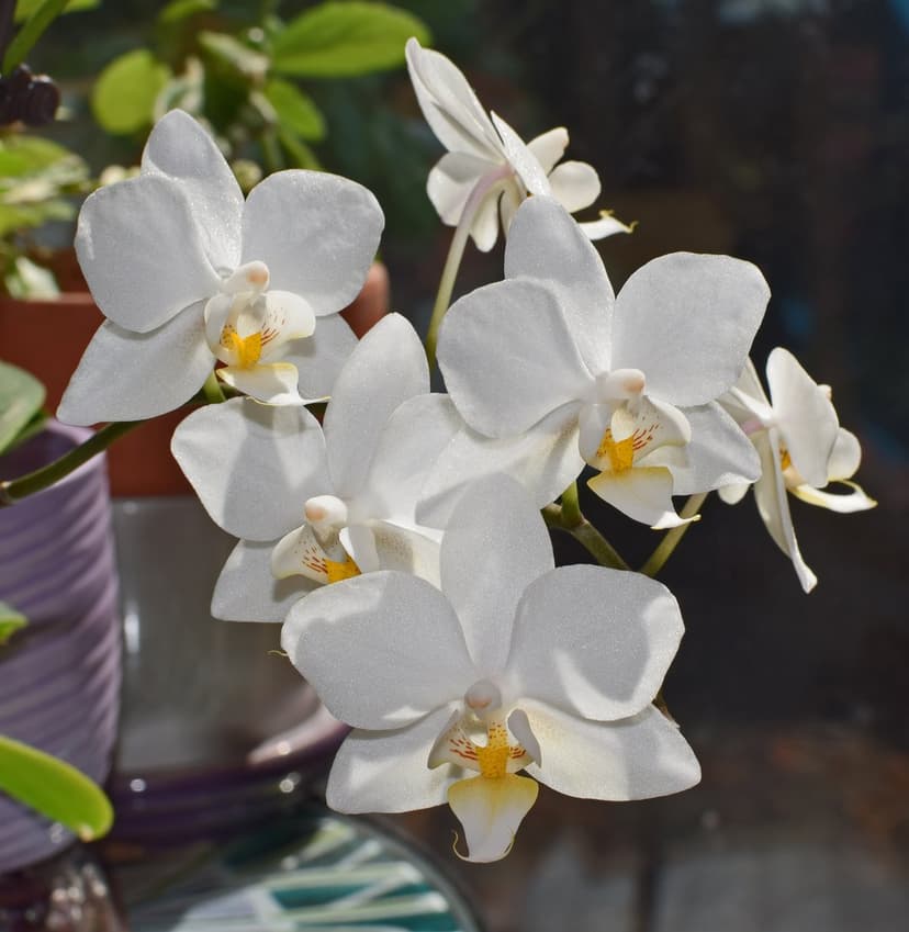 White moth orchid flowers with yellow centers and delicate petals set against a soft blurred background.
