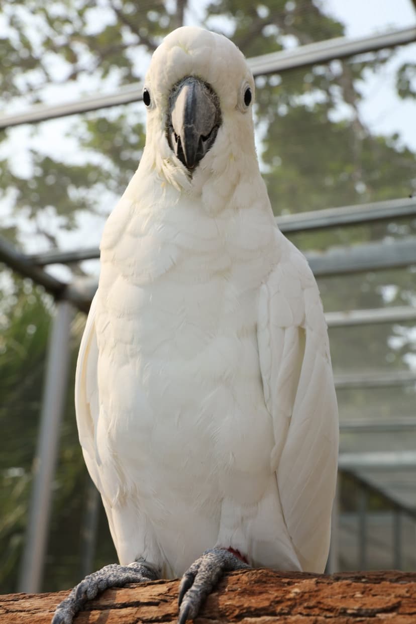 White cockatoo with textured feathers perched on a dark wood log against a soft green blurred background.