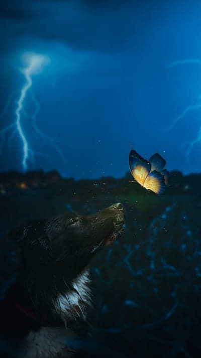 Whispers of the Storm - Dog and Butterfly