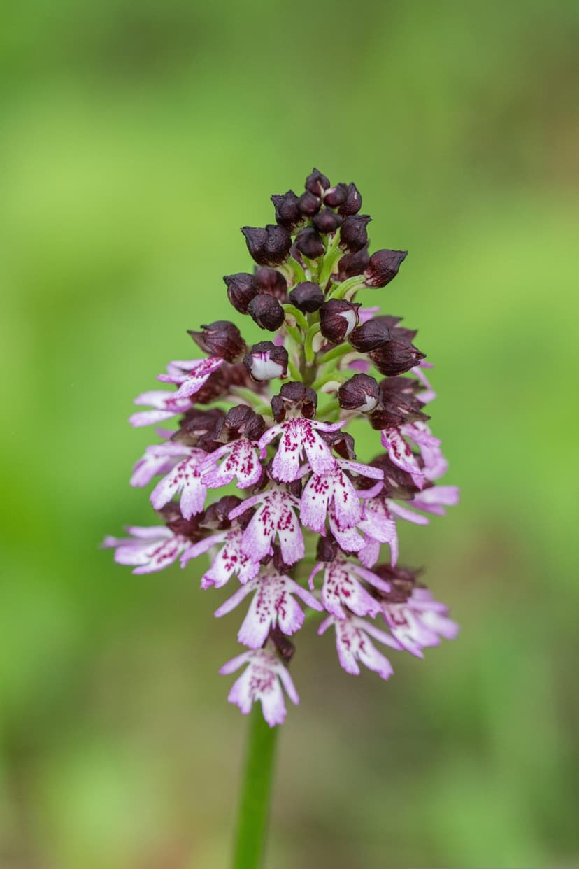 Purple orchid flower with dark spots and spiky petals stands out against a soft green bokeh background.