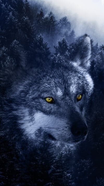 Wolf in Misty Forest at Night
