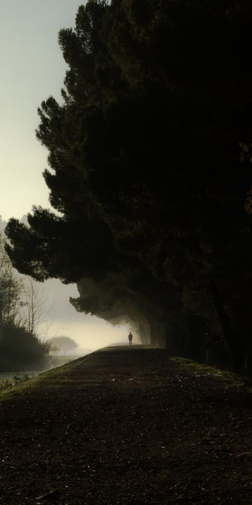 Solitary person walks along a foggy path lined by towering dark trees next to a hazy lake during a grey dawn.