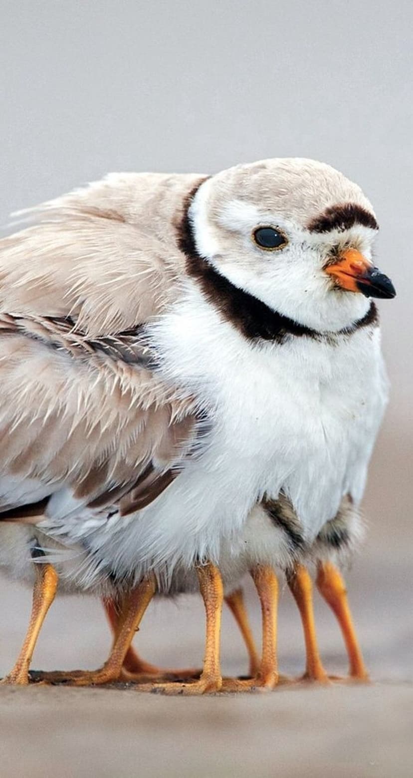 Piping Plover chicks with fluffy down and orange legs huddle together on a textured sandy beach landscape.