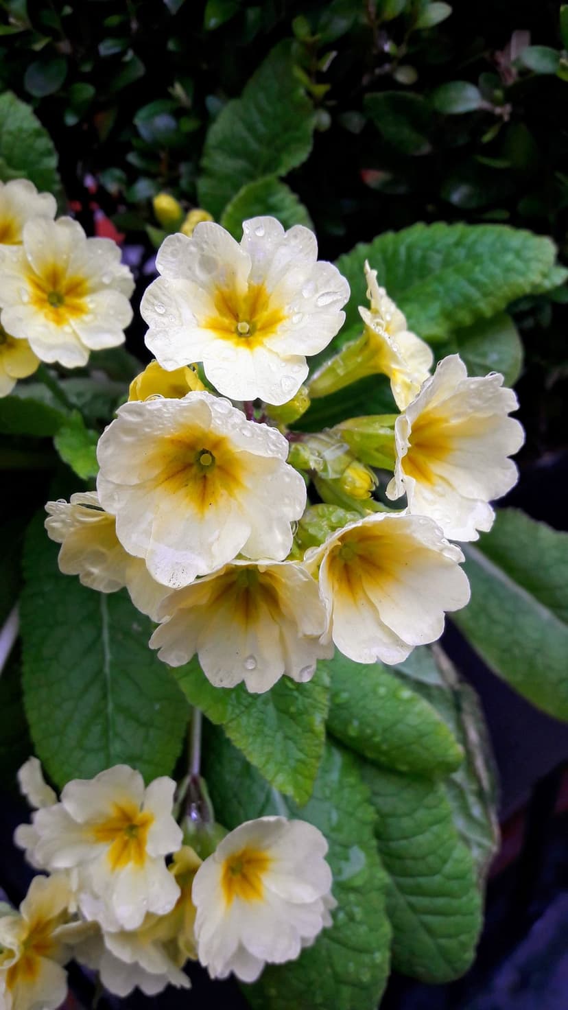White primrose flowers with yellow centers and glistening water droplets against a blurred green leaf background.