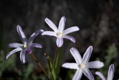 Ethereal Lavender Star Blossoms Mobile Screen Background