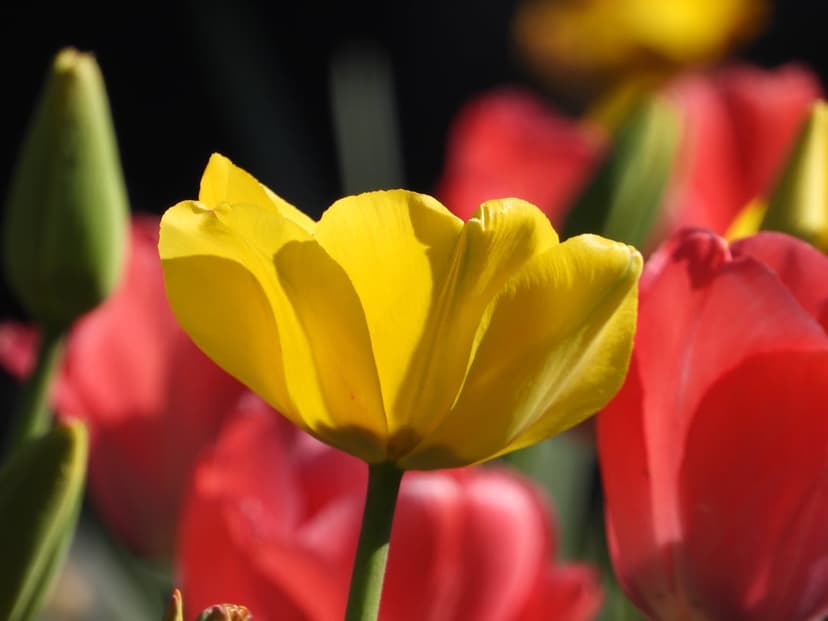 Yellow tulip with sunlight on its petals stands before a blurred field of red flowers in a spring garden scene.