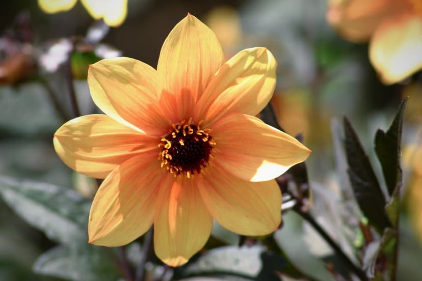 Yellow dahlia flower with a dark textured center and layered petals against a soft-focus green background.