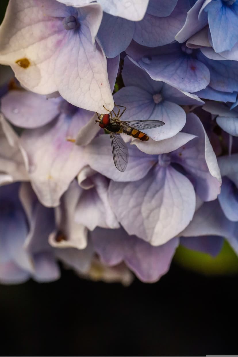 Hoverfly with red eyes and striped abdomen rests on soft purple hydrangea petals in a macro nature close-up.