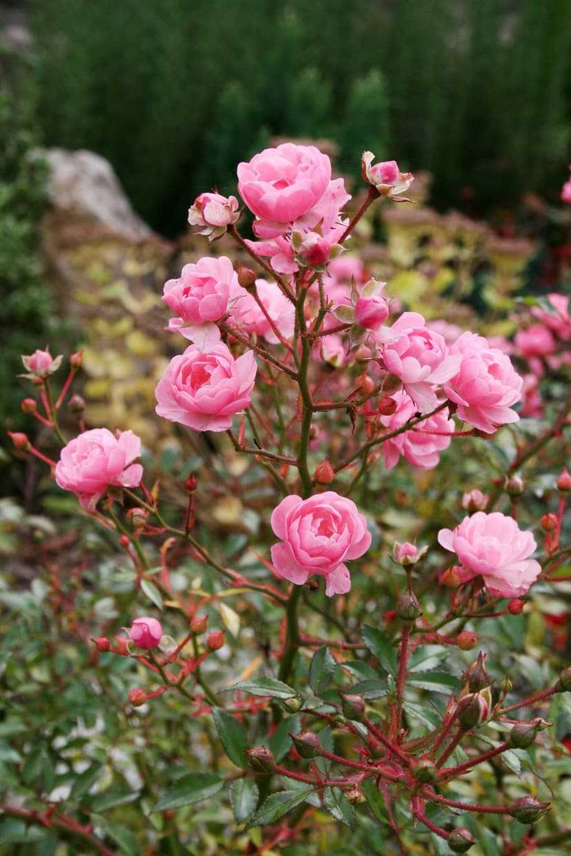 Blushing pink roses and emerging flower buds cluster on a thorny stem amidst dark green leaves in a soft garden.
