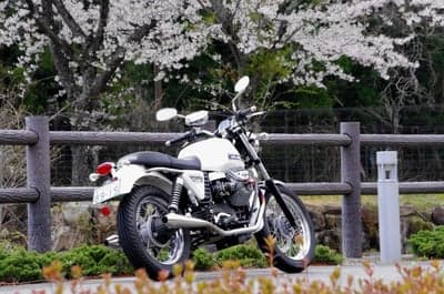 White motorcycle parked under blooming cherry blossoms