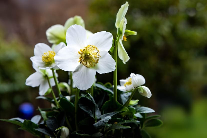 White Hellebore flower with a vibrant yellow center and soft green background in a vertical macro composition.