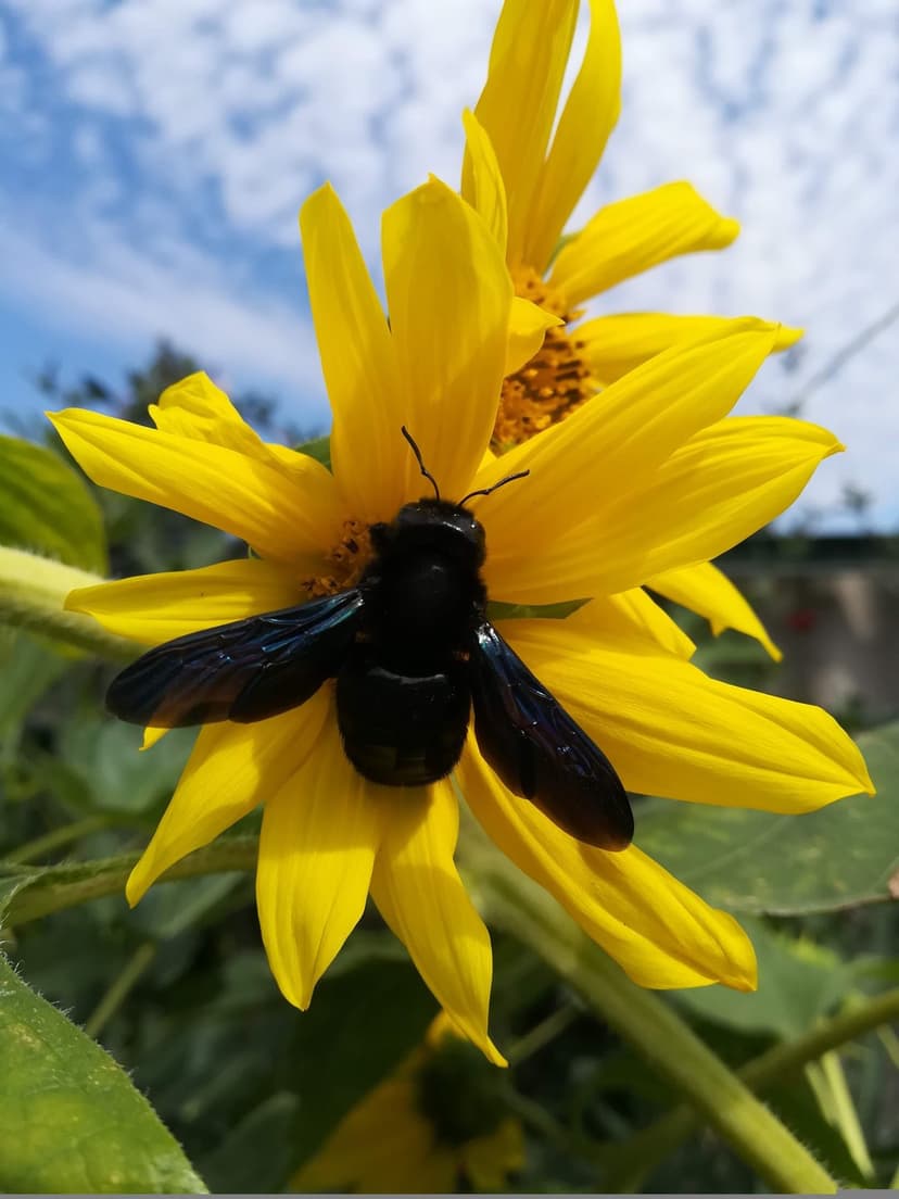 Black carpenter bee with iridescent wings on yellow sunflower petals against a soft blue and green background.