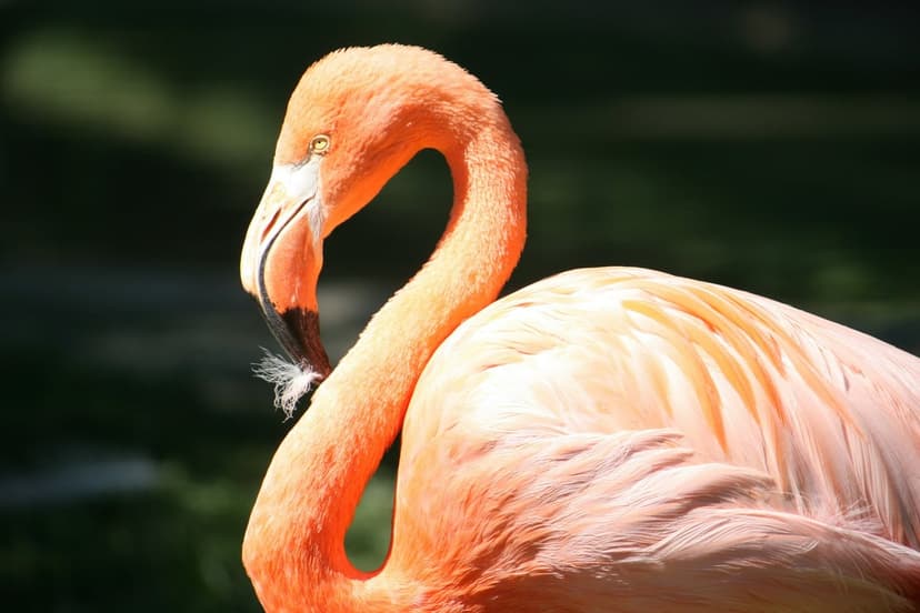 Pink flamingo in profile shows detailed orange feathers and a curved neck against a dark blurred background.
