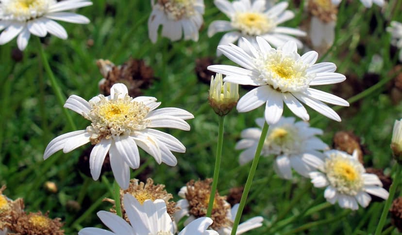 White daisies with yellow centers grow in a soft-focus green meadow, featuring delicate petals and flower buds.