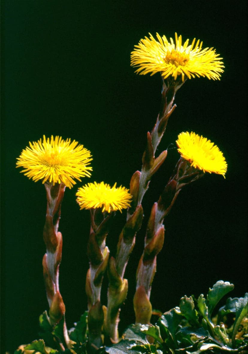 Yellow coltsfoot flowers with fringed petals and scaly stems stand against a dark, blurred background.