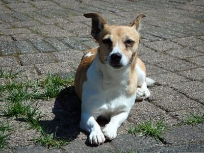 Small tan and white dog relaxing on paved patio