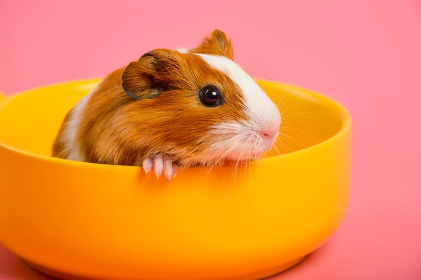 Guinea pig with brown and white fur peeks over a yellow bowl against a soft pink background with paws visible.