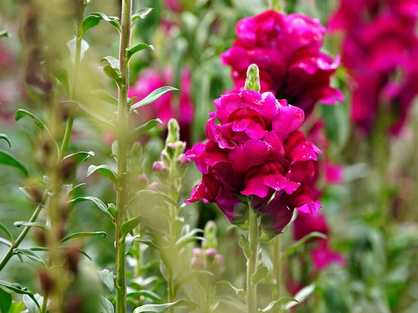 Pink snapdragon flowers with delicate petals stand on green stems against a blurred garden background in sunlight.