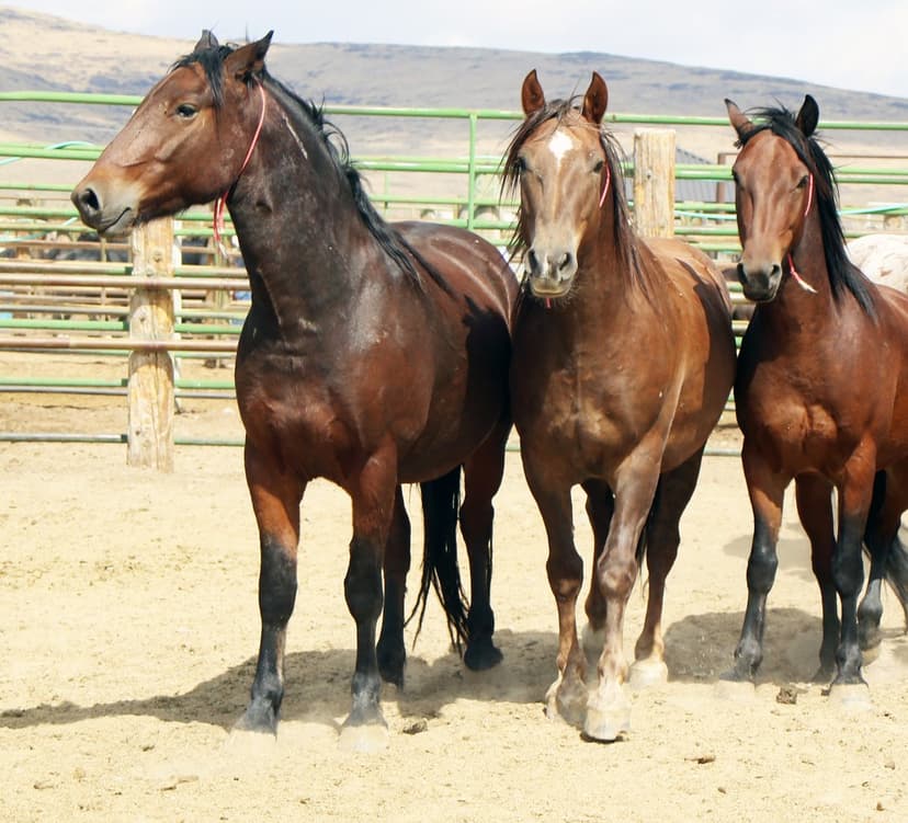 Three brown horses with black legs stand in a sandy corral with wooden fences and distant arid hills.