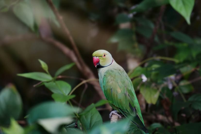 Rose-ringed parrot with a red beak and black collar perches on a branch amidst blurred green jungle foliage.