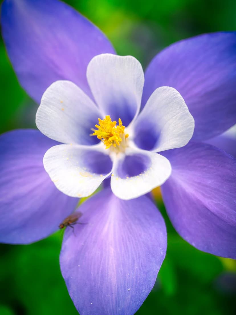 Purple columbine flower with white inner petals and a small fly resting on a petal against a blurred green background.