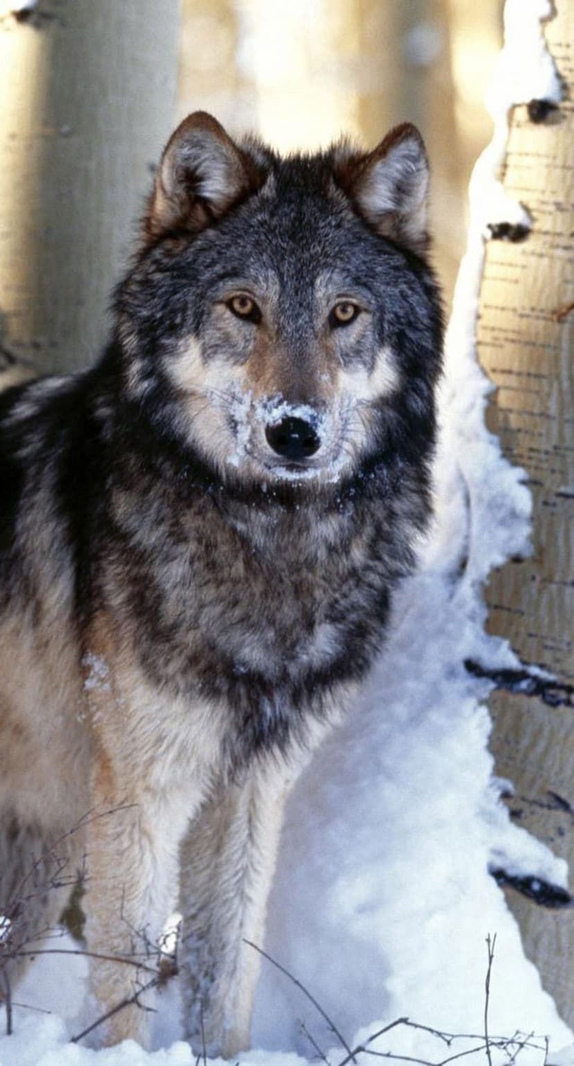 Gray wolf with amber eyes and snow on its snout stands in a wintry forest of white-barked aspen trees.