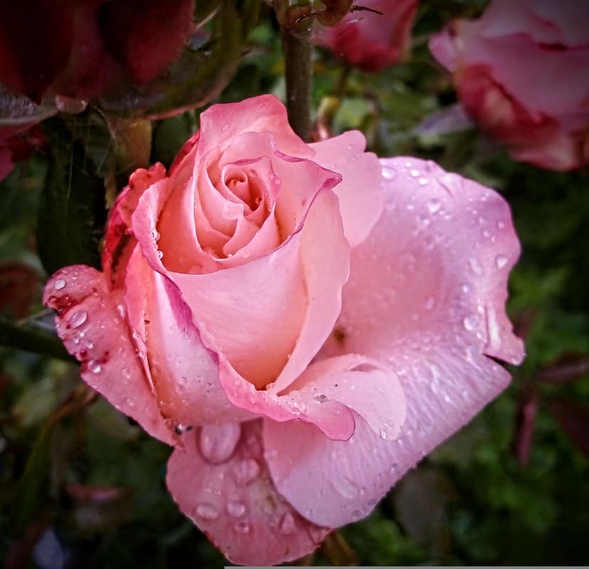 Pink rose petals covered in transparent water droplets with a blurred dark green garden background in macro view.