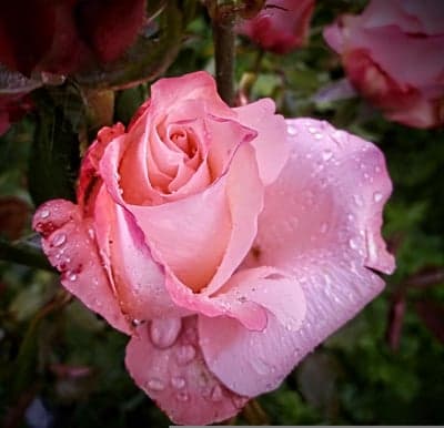Dewdrops Adorn Delicate Pink Rose in Bloom