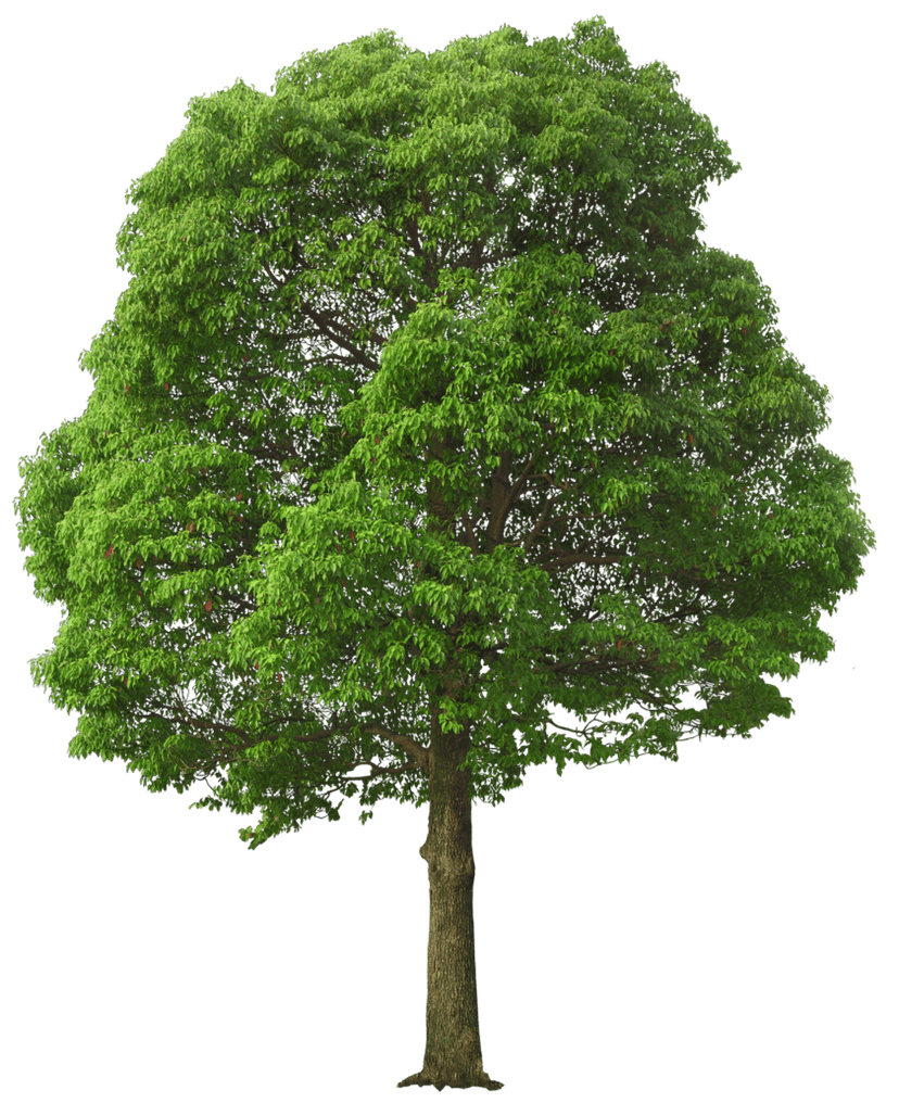 Large green tree illustration with a thick wooden trunk and dense leafy canopy against a transparent backdrop.