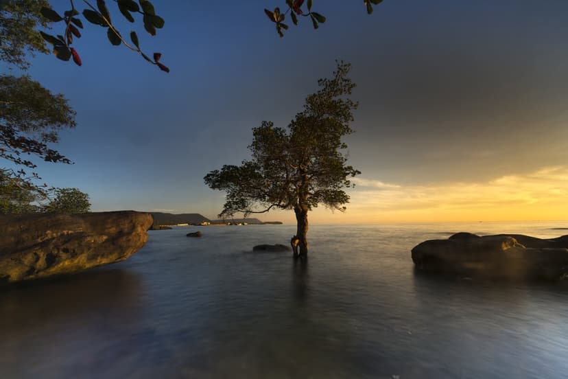 Solitary tree grows from calm sea water under a gradient blue and orange sunset sky with coastal rocks.
